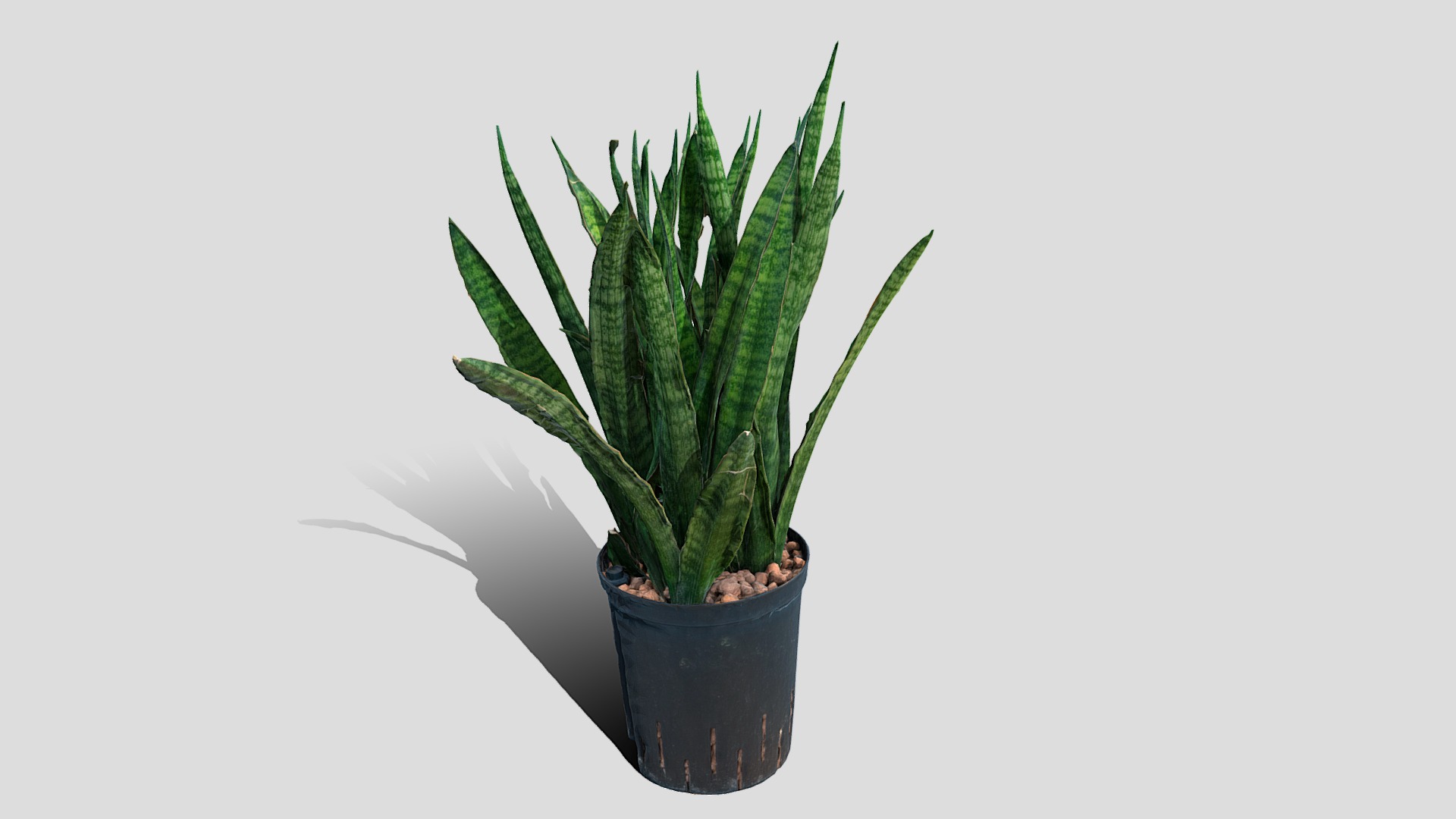 3D model 000025_Sansevieria - This is a 3D model of the 000025_Sansevieria. The 3D model is about a potted plant with a green leaf.
