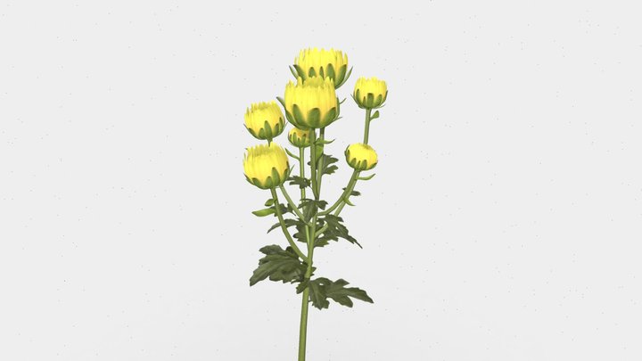 Chrysanthemum Yellow