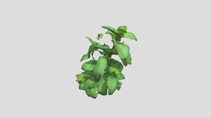 peppermint plant image 3D Model