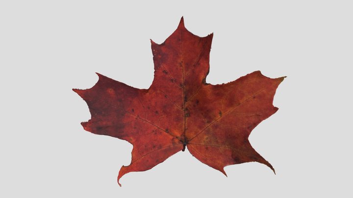 Red Maple Leaf 3D Model