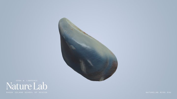 Mussel Shell (polished)
