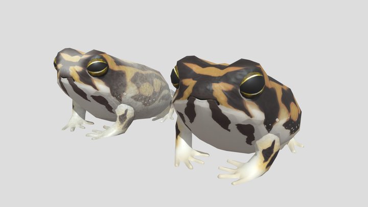 common rain frog アメフクラガエル 3D Model