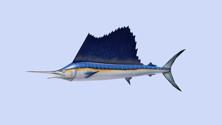 Sailfish 3D Model