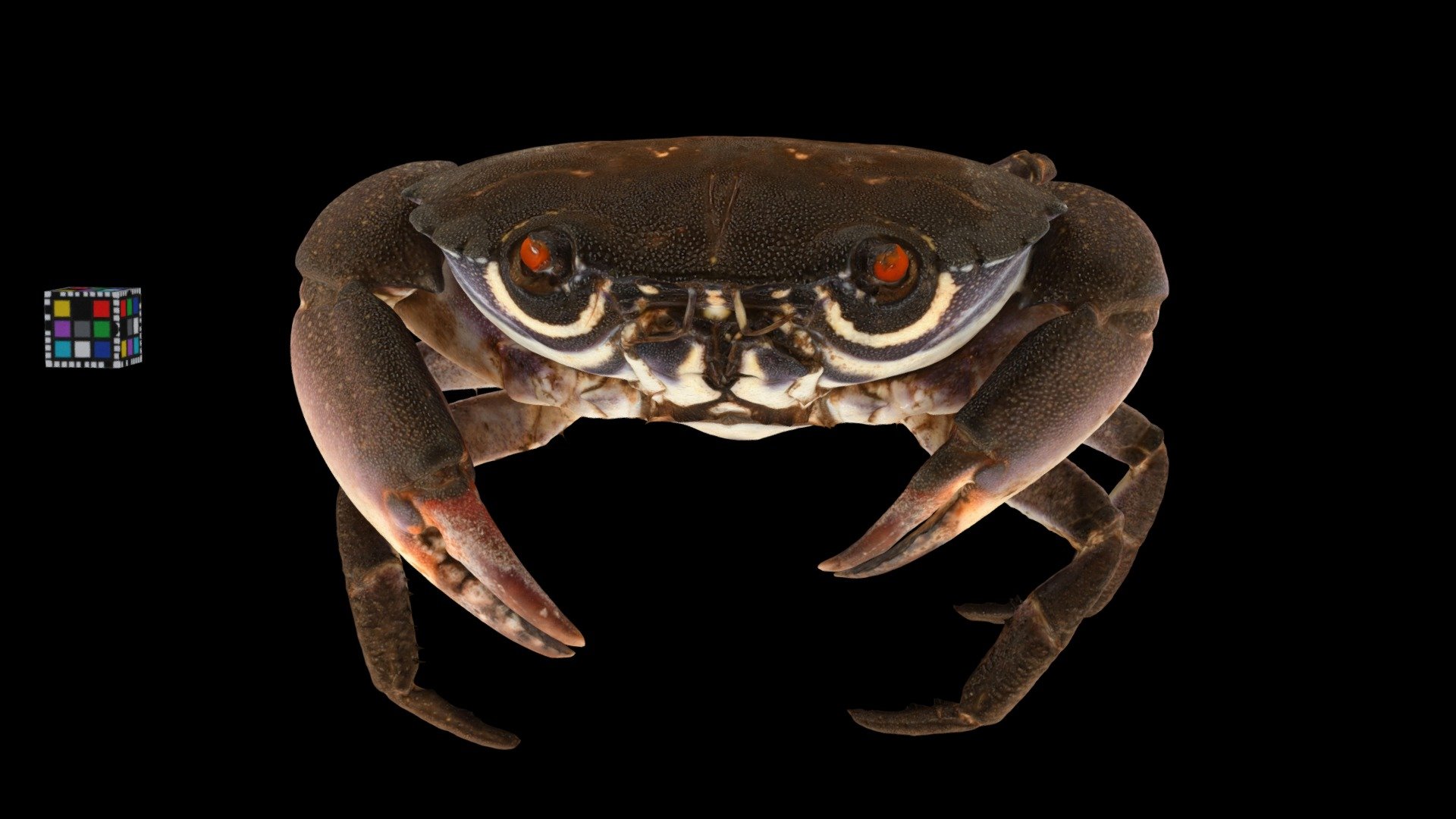 CC0 ヤクジャマガニ 🦀 ♀ Kumadori Xanthid Crab - Download Free 3D