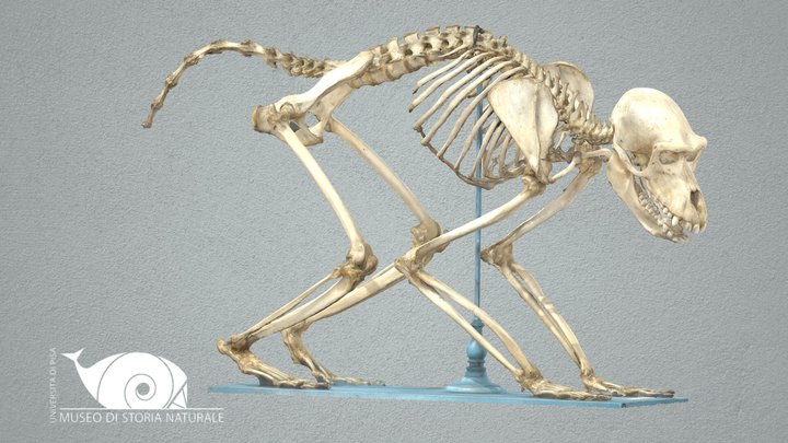 Hamadryas baboon 3D Model