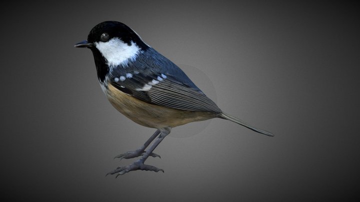 Carbonero Garrapinos (Periparus ater) 3D Model