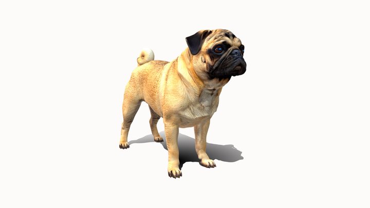 Pug 3d model 3D Model