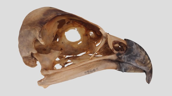 UWYMV:Bird:5865,P. haliaetus carolinensis, Skull – Gratis 3D-model STL