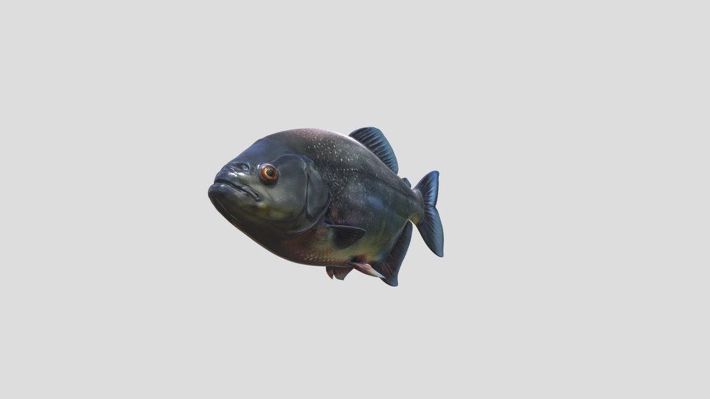 Black Diamond Piranha (Serrasalmus Venturus)