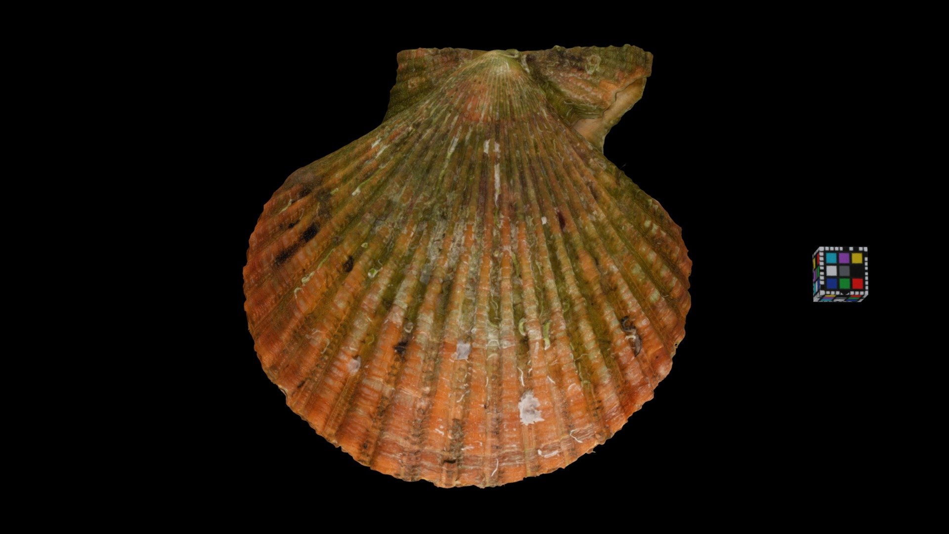 ヒオウギガイ Bark color type, Mimachlamys nobilis