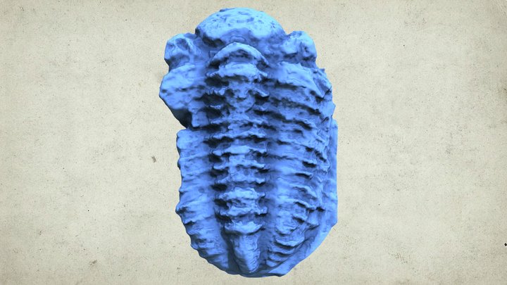 Phacops latifrons from Falkingham 2012 – Modello 3D gratuito STL
