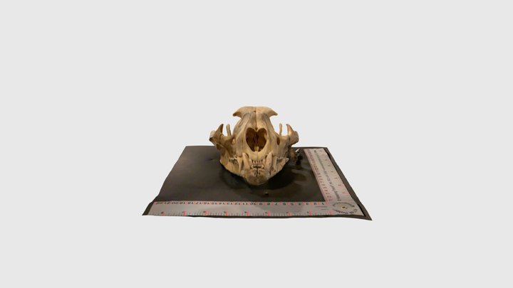 Cougar Skull 3D Model