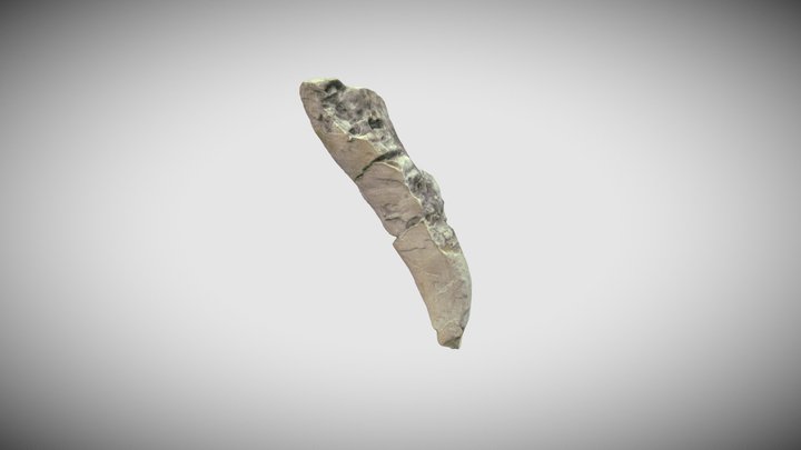 Rudist - Ippuritidi - Vaccinites sp. 3D Model