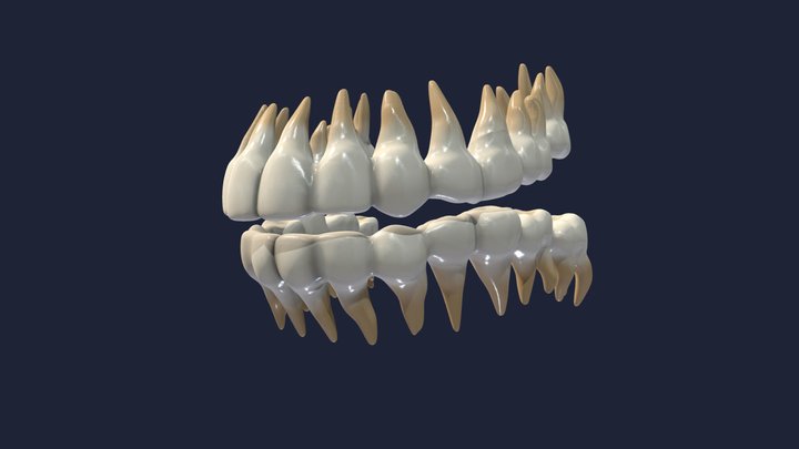 Teeth ( Dentistry ) 3D Model