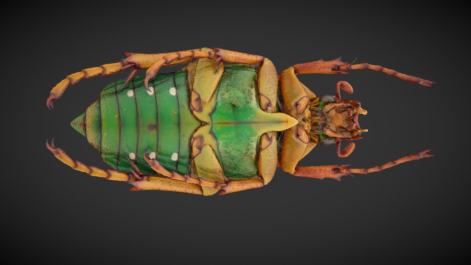 3D model 3D Model of insect (Spotted Flower Beetle) - This is a 3D model of the 3D Model of insect (Spotted Flower Beetle). The 3D model is about a close up of a bug.