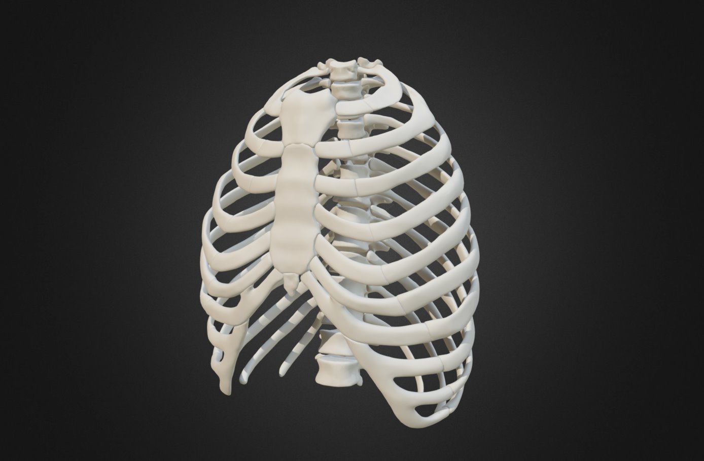 Thorax - 3D model by Anatomy Next (@a4s) [4b7957e] - Sketchfab