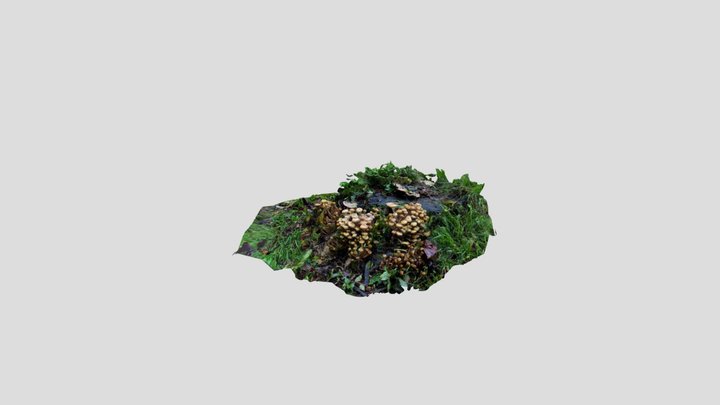 Mossy Stump with Mushrooms 3D Model