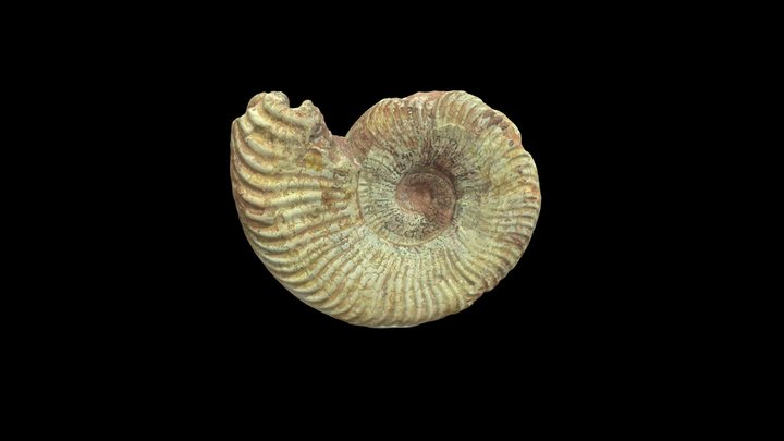 Pseudogrammoceras fallaciosum ammonite – Free 3D Model STL