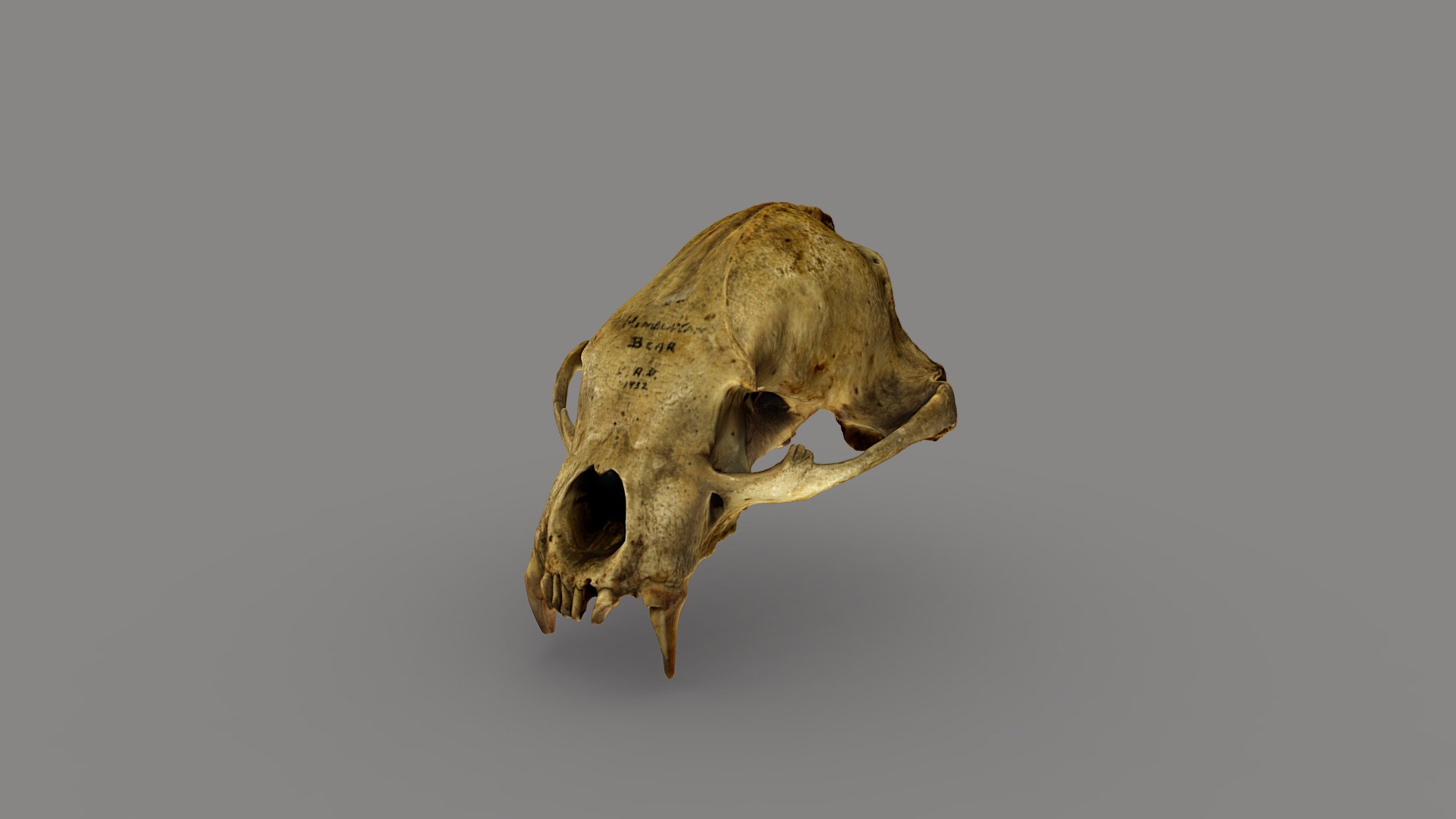 Himalayan Bear Skull