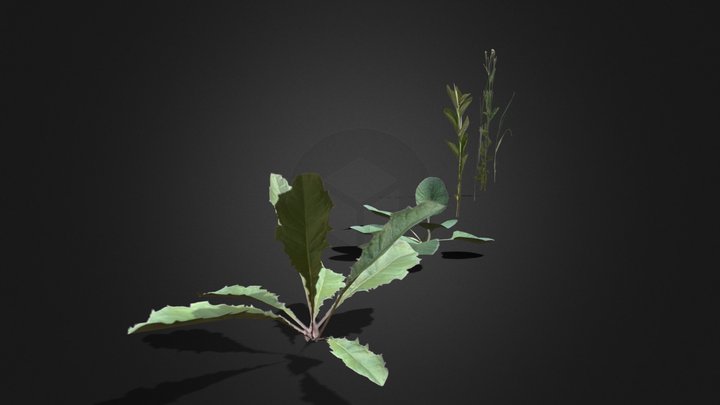 several plants – Kostenloses 3D-Modell STL