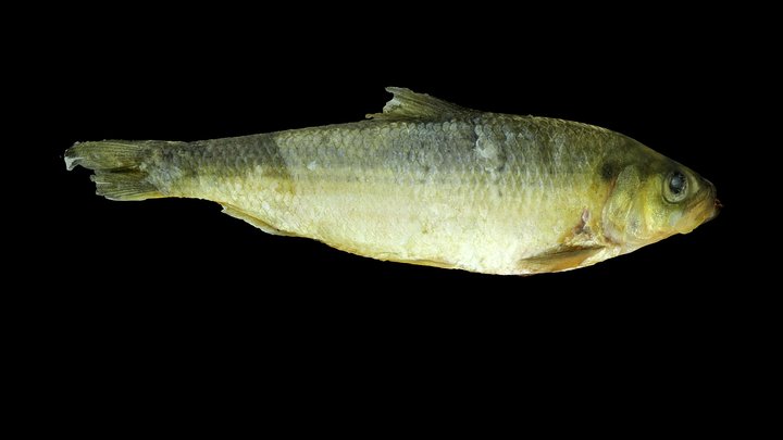 Alewife adult 3D Model