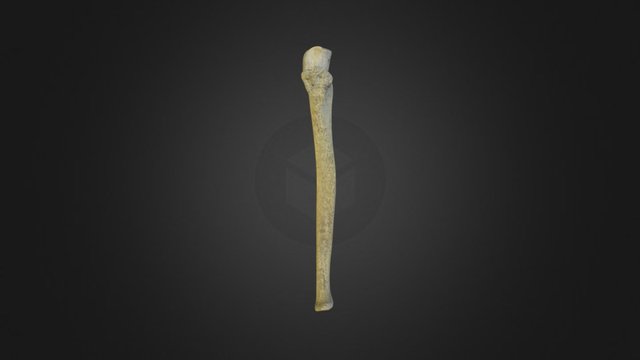 Left Ulna