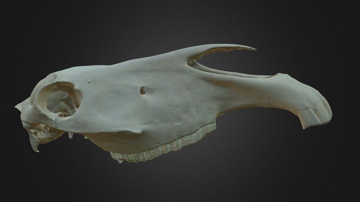 Equus caballus, skull 3D Model