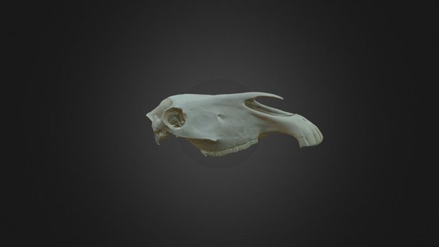 Equus caballus, skull 3D Model