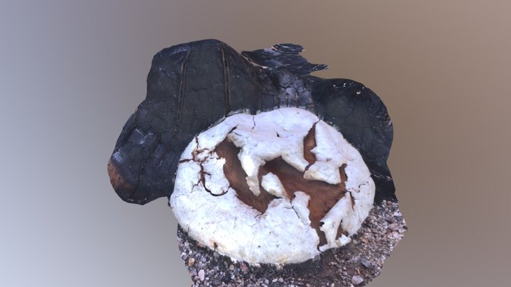 Fungi 3D Model