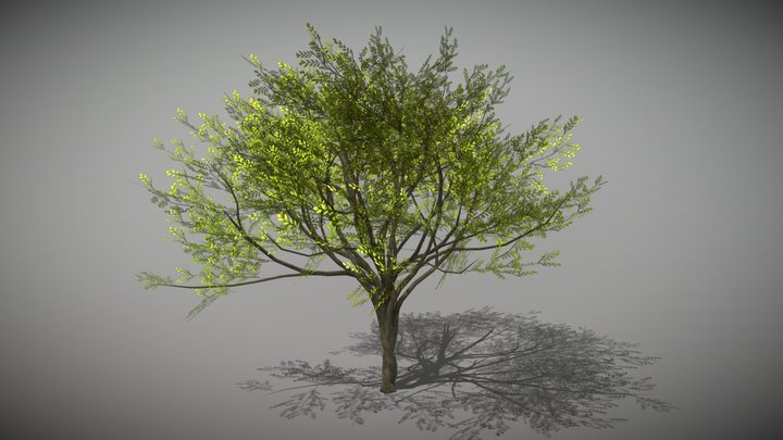 Acacia 2 (Animated Tree) 3D Model