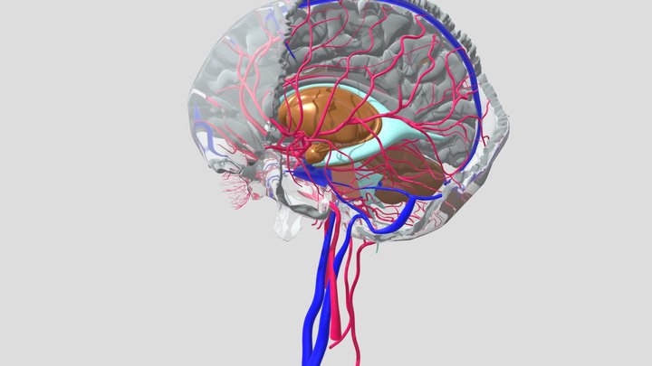 Brain in Cranium - With Vessels 3D Model