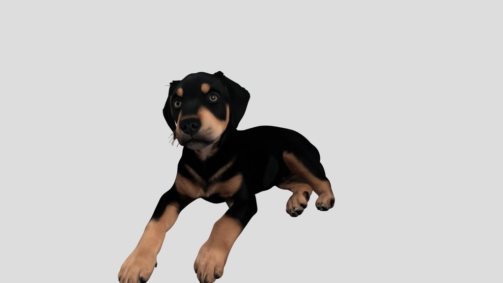 Black and Tan Puppy at Rest