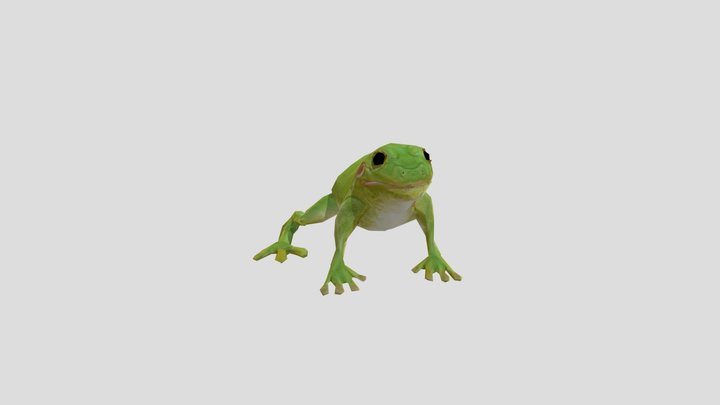 Frog 369 low 3D Model