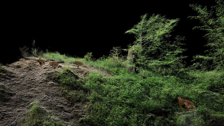 Wild Chicken | The Forest and it's Inhabitants 3D Model