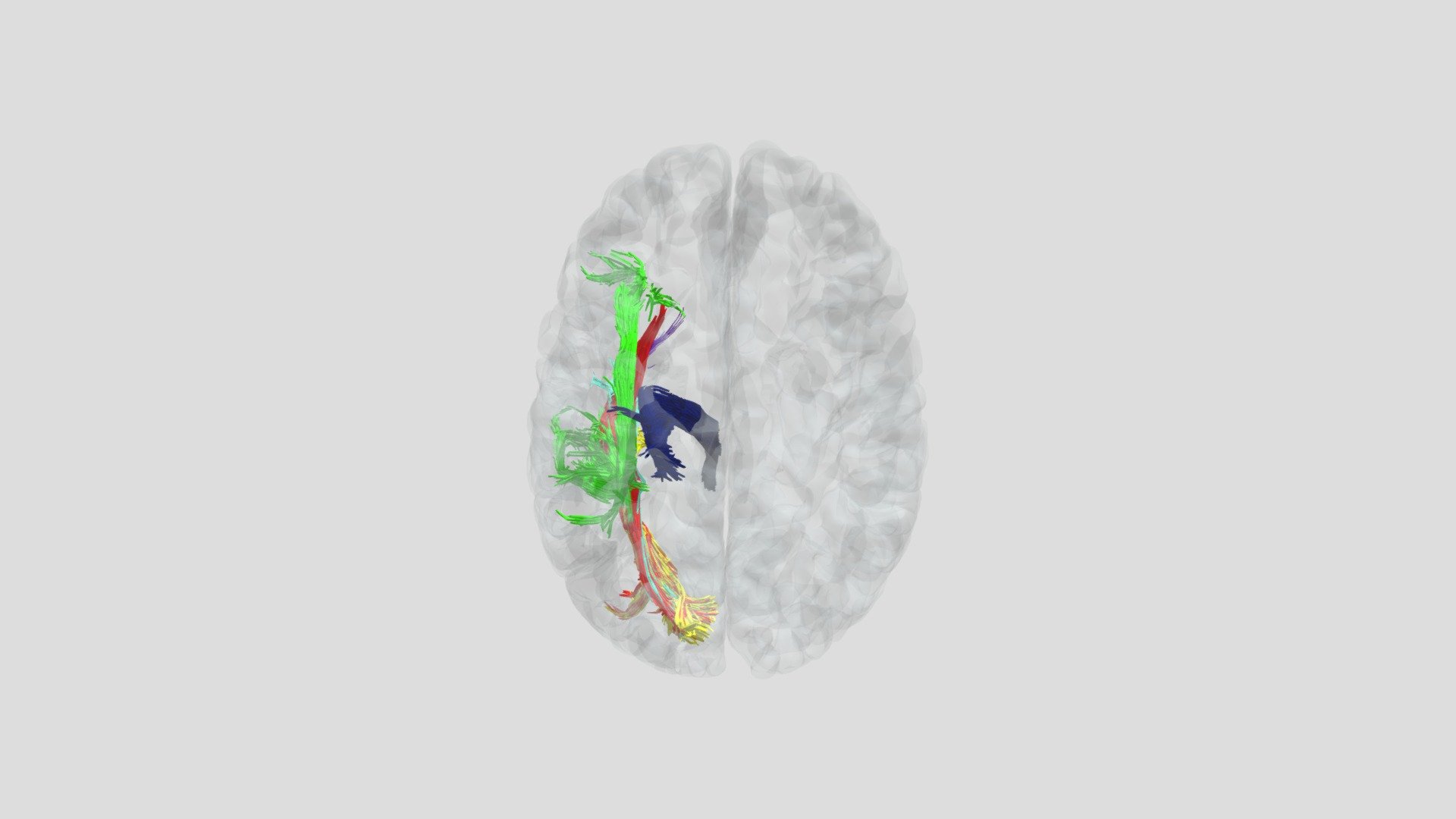 Left Hemisphere White Matter Tracts - 3D model by ...