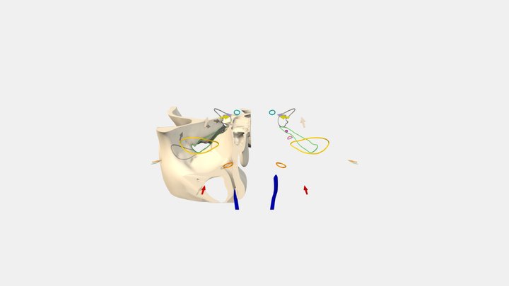 Foramen and spaces 3D Model