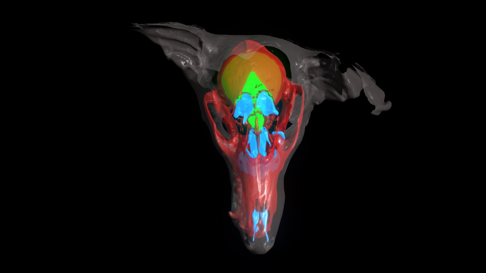 Fox CT SCAN