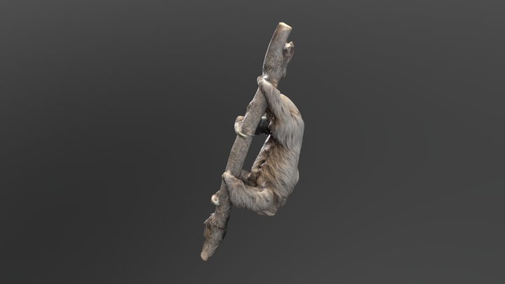 Oso Perezoso 3D Model