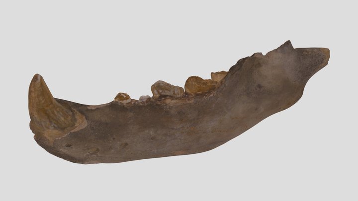 Ursus spelaeus Rosenmüller & Heinroth, 1795 3D Model