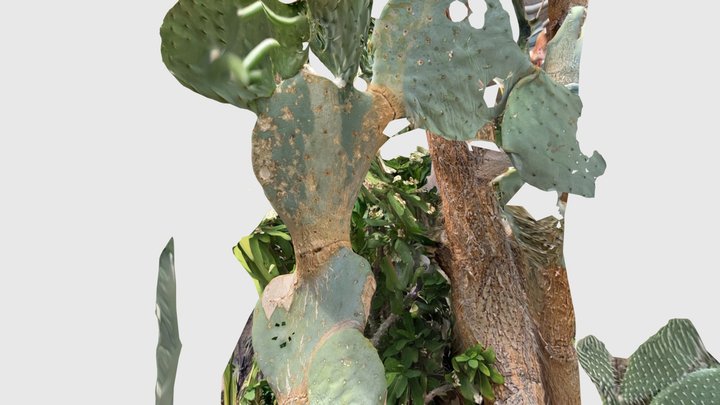 Cactus – Gratis 3D-model STL