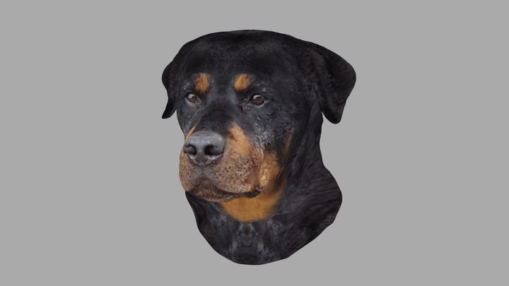 Printable Rottweiler Head Wall Mount 15 CM 3D Model