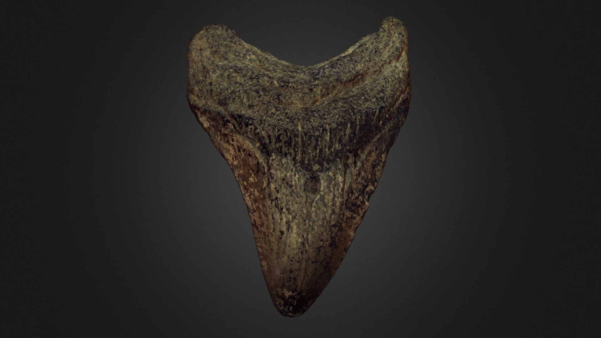 megalodon-tooth-fossil-3d-model-by-lakehead-anthropology