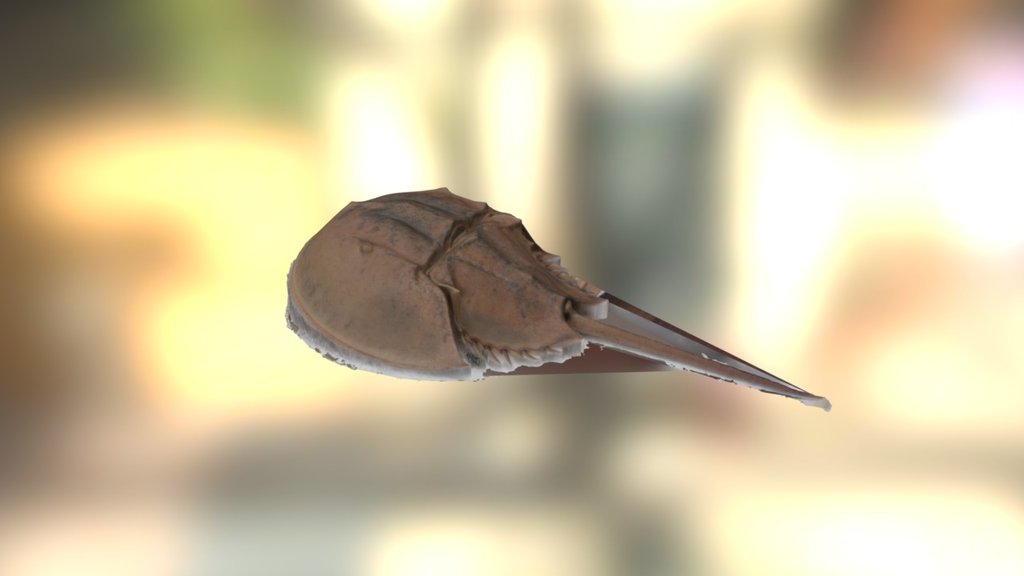 Horseshoe Crab