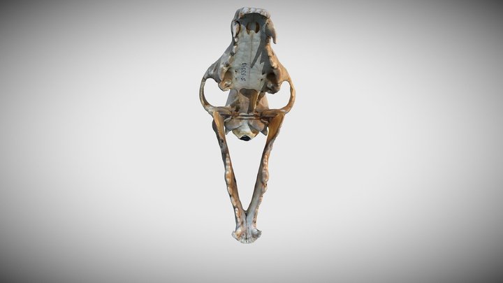 Череп. Волк. Canis lupus. 3D Model