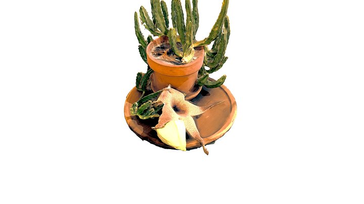 Starfish Flower - Stapelia gigantea 3D Model