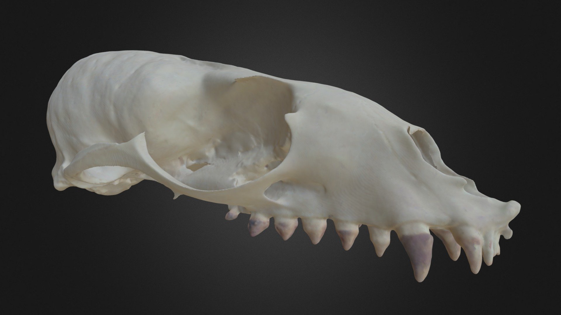 Zalophus californianus, skull — Sketchfab embed 3D viewer