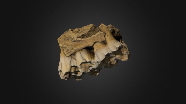 Pig Jaw Fragment 3D Model