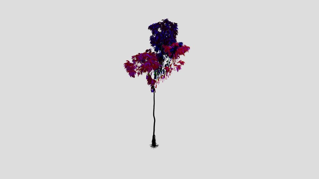 Alii Fig Medium
