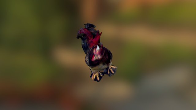 chicken on Feb 4 3D Model