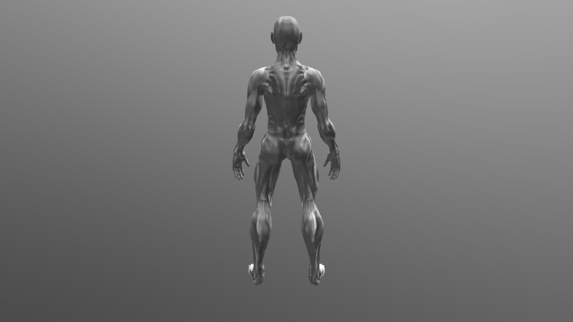 Modelo Anatomico